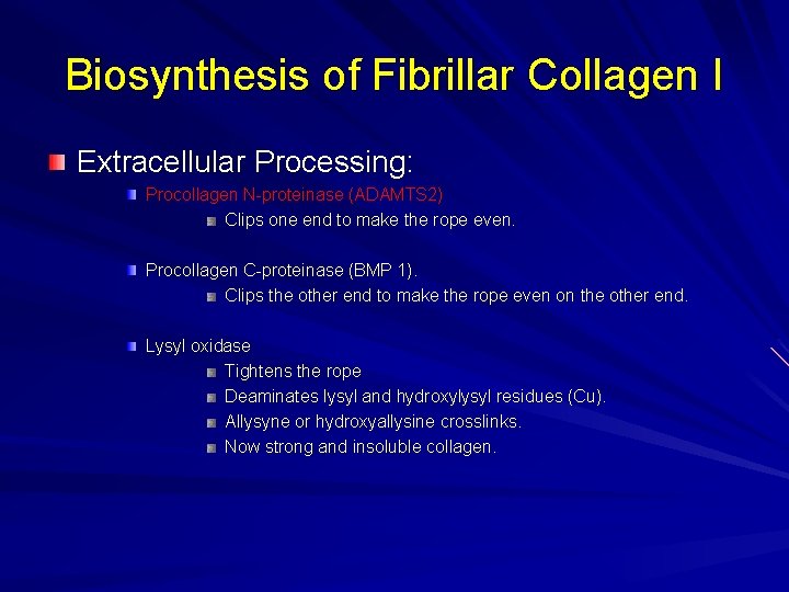 Biosynthesis of Fibrillar Collagen I Extracellular Processing: Procollagen N-proteinase (ADAMTS 2) Clips one end