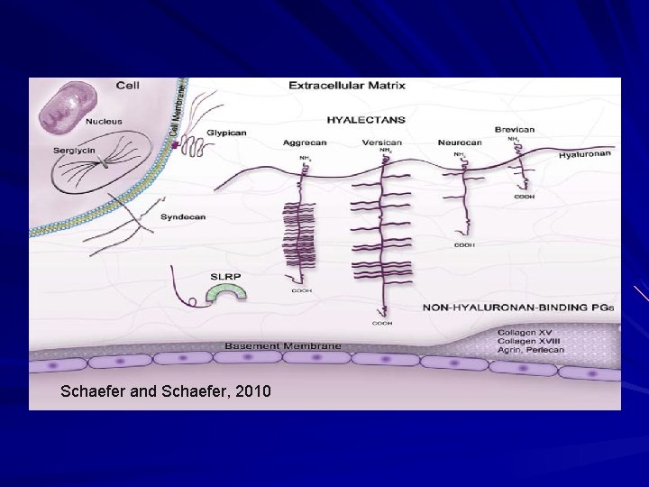 Schaefer and Schaefer, 2010 