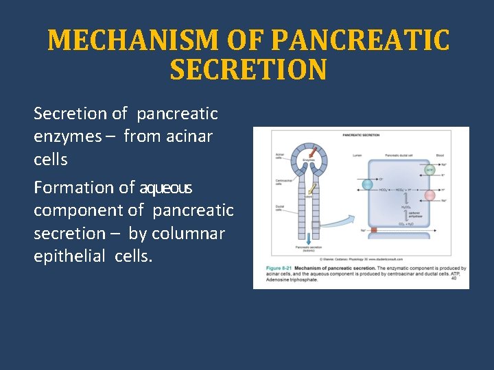 MECHANISM OF PANCREATIC SECRETION Secretion of pancreatic enzymes – from acinar cells Formation of