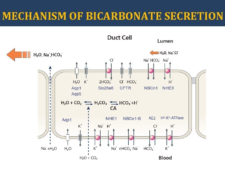 MECHANISM OF BICARBONATE SECRETION 