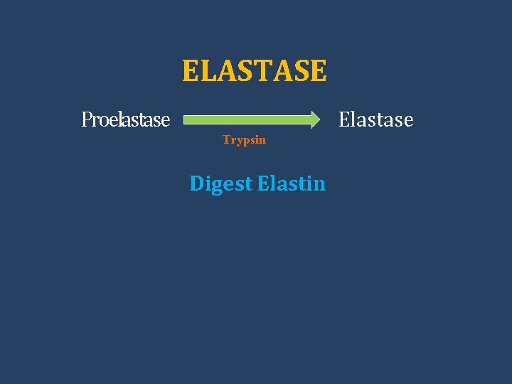 ELASTASE Proelastase Elastase Trypsin Digest Elastin 