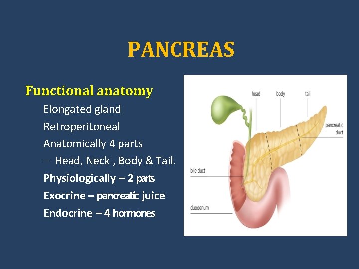 PANCREAS Functional anatomy Elongated gland Retroperitoneal Anatomically 4 parts – Head, Neck , Body
