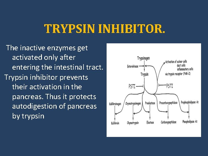 TRYPSIN INHIBITOR. The inactive enzymes get activated only after entering the intestinal tract. Trypsin
