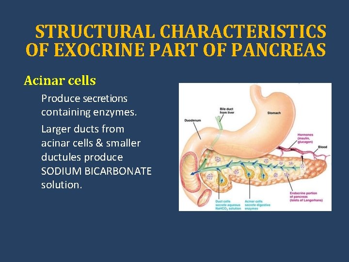 STRUCTURAL CHARACTERISTICS OF EXOCRINE PART OF PANCREAS Acinar cells Produce secretions containing enzymes. Larger