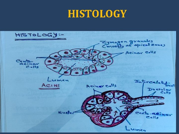 HISTOLOGY 