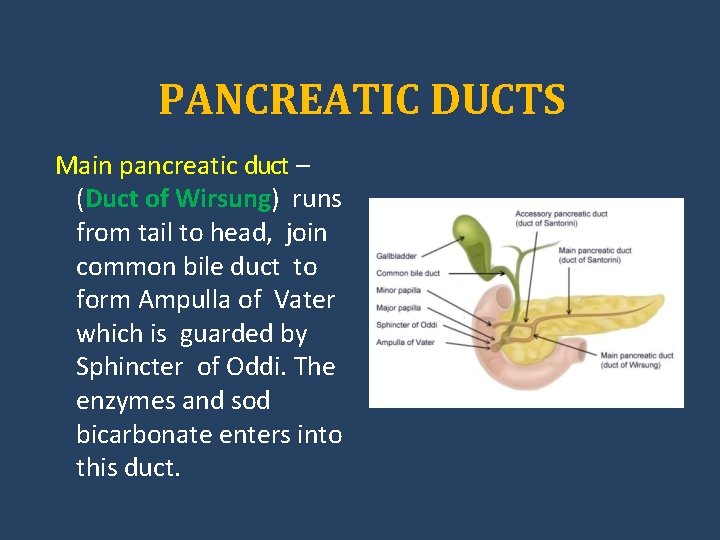 PANCREATIC DUCTS Main pancreatic duct – (Duct of Wirsung) runs from tail to head,