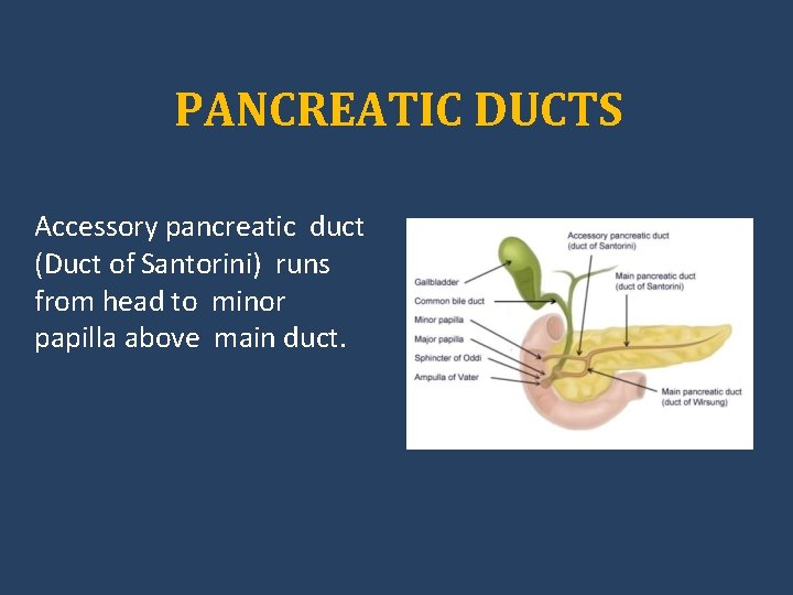 PANCREATIC DUCTS Accessory pancreatic duct (Duct of Santorini) runs from head to minor papilla