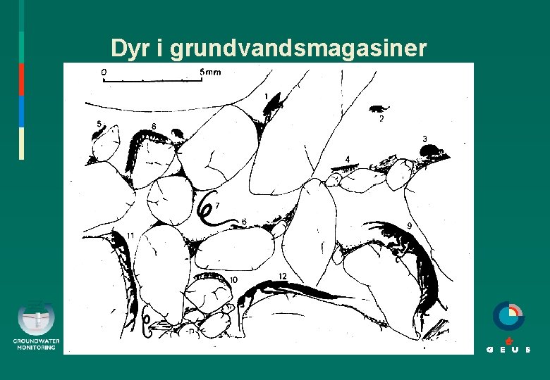 Dyr i grundvandsmagasiner 