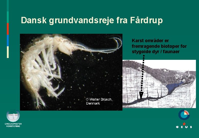 Dansk grundvandsreje fra Fårdrup Karst områder er fremragende biotoper for stygoide dyr / faunaer