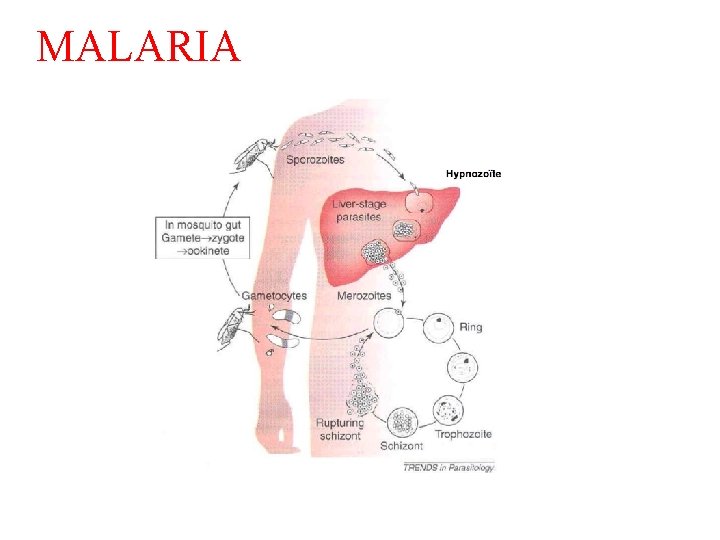 MALARIA 