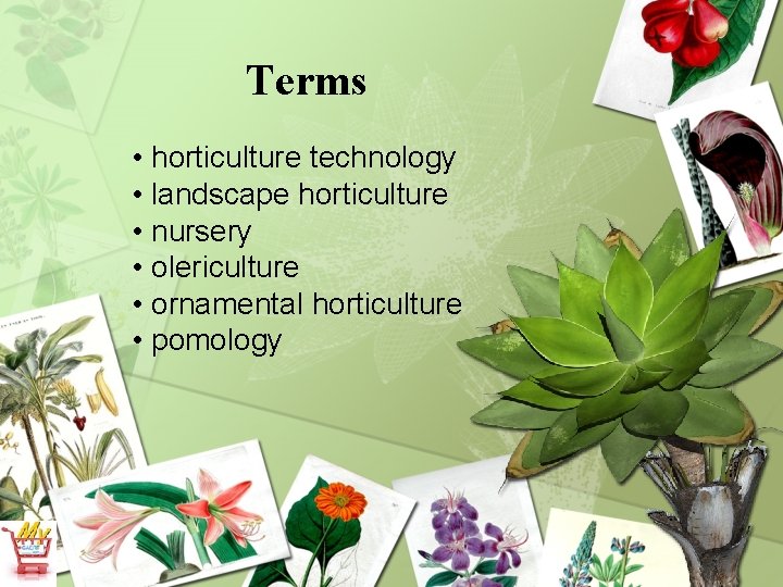 Terms • horticulture technology • landscape horticulture • nursery • olericulture • ornamental horticulture
