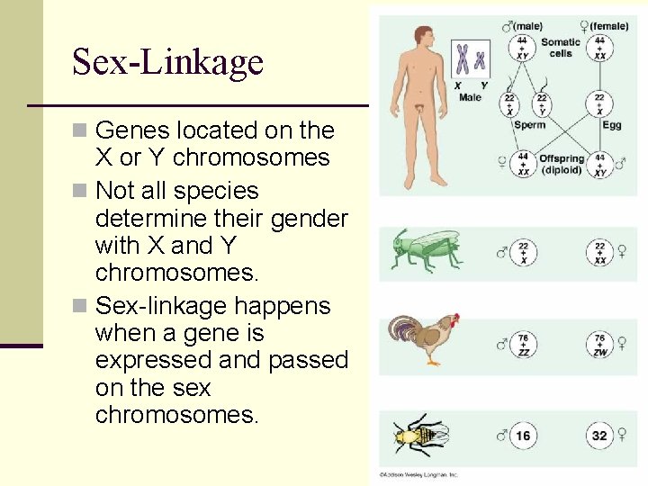 Sex-Linkage n Genes located on the X or Y chromosomes n Not all species