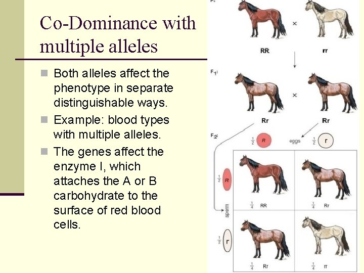 Co-Dominance with multiple alleles n Both alleles affect the phenotype in separate distinguishable ways.