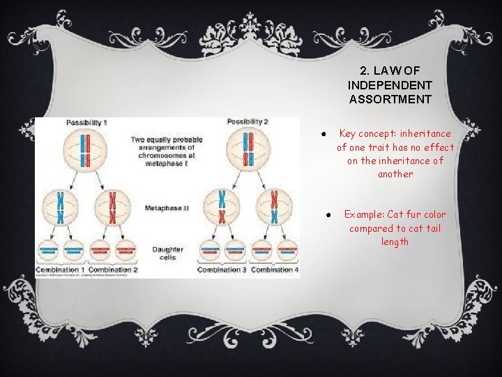 2. LAW OF INDEPENDENT ASSORTMENT ● ● Key concept: inheritance of one trait has