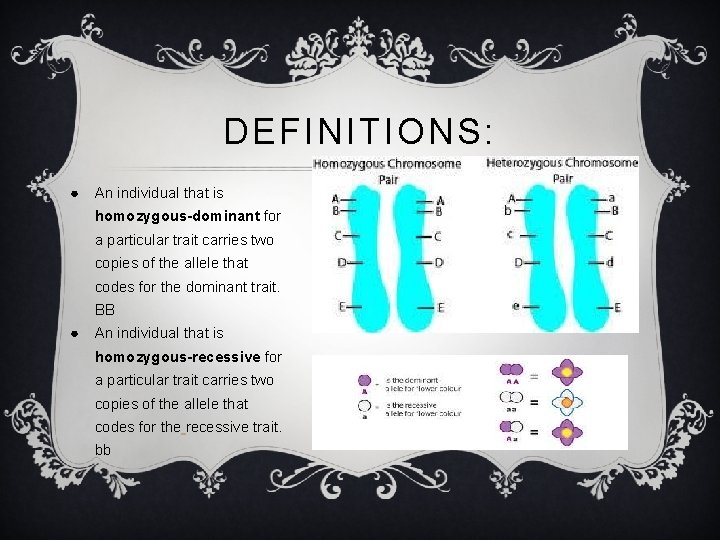 DEFINITIONS: ● An individual that is homozygous-dominant for a particular trait carries two copies