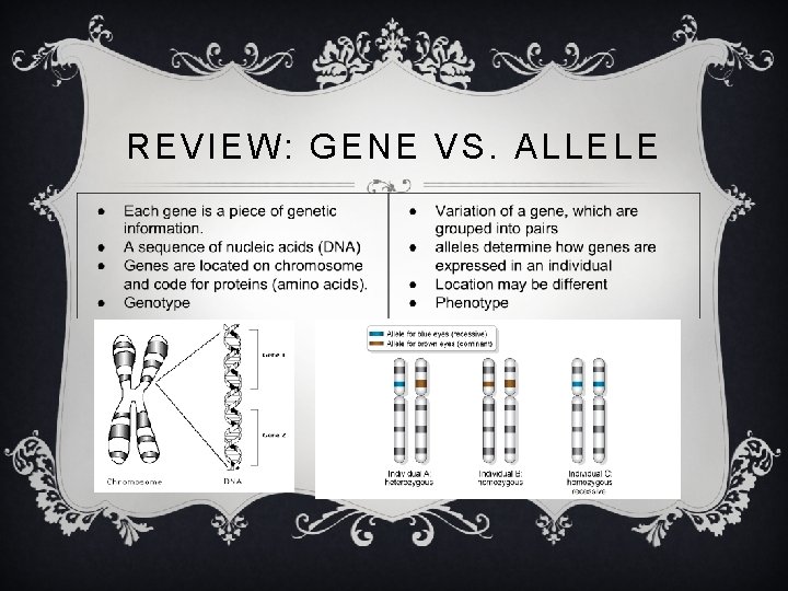 REVIEW: GENE VS. ALLELE 