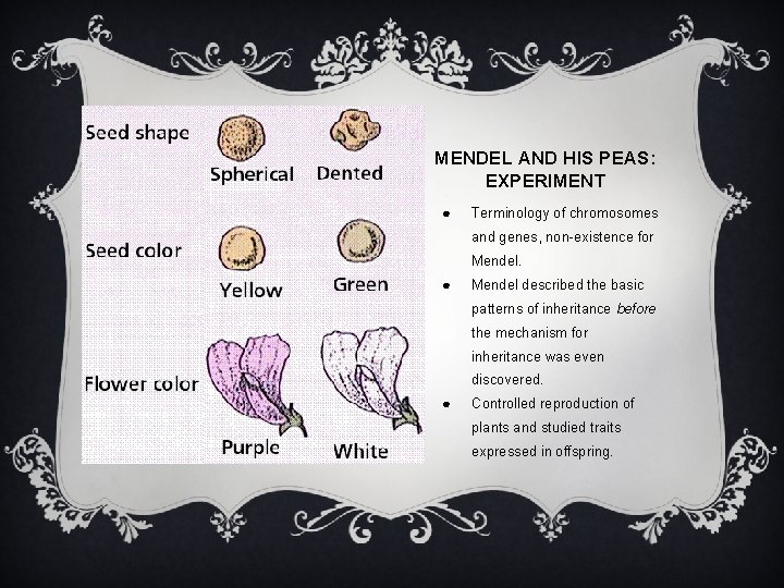 MENDEL AND HIS PEAS: EXPERIMENT ● Terminology of chromosomes and genes, non-existence for Mendel.