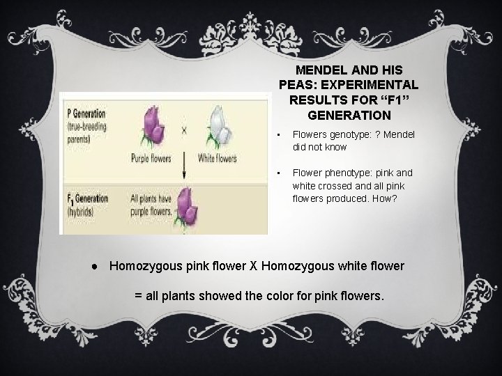 MENDEL AND HIS PEAS: EXPERIMENTAL RESULTS FOR “F 1” GENERATION • Flowers genotype: ?