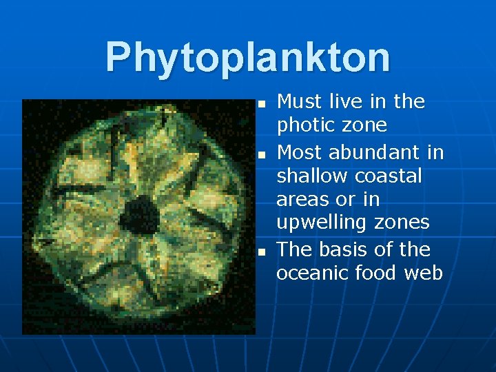 Phytoplankton n Must live in the photic zone Most abundant in shallow coastal areas
