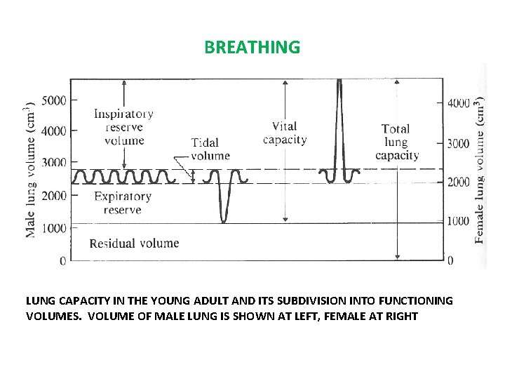 BREATHING LUNG CAPACITY IN THE YOUNG ADULT AND ITS SUBDIVISION INTO FUNCTIONING VOLUMES. VOLUME