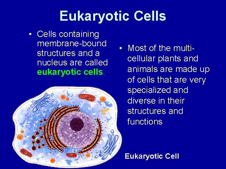Eukaryotic Cells • Cells containing membrane-bound structures and a nucleus are called eukaryotic cells.