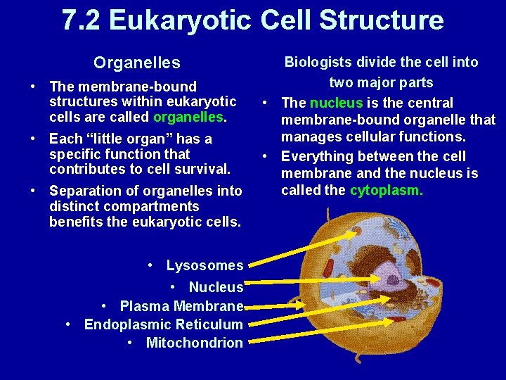7. 2 Eukaryotic Cell Structure Organelles • The membrane-bound structures within eukaryotic cells are