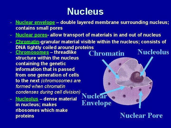 Nucleus - Nuclear envelope – double layered membrane surrounding nucleus; contains small pores -