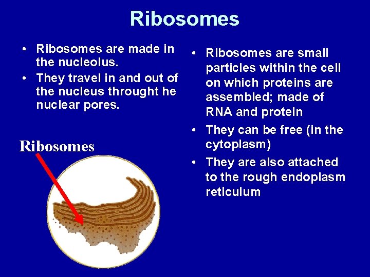 Ribosomes • Ribosomes are made in the nucleolus. • They travel in and out