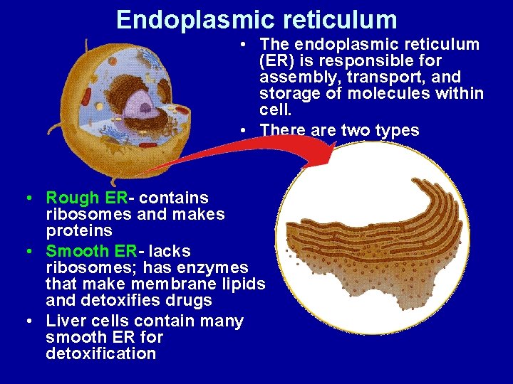 Endoplasmic reticulum • The endoplasmic reticulum (ER) is responsible for assembly, transport, and storage