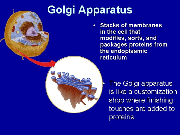 Golgi Apparatus • Stacks of membranes in the cell that modifies, sorts, and packages