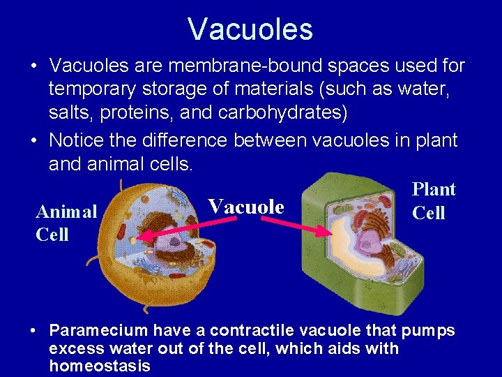 Vacuoles • Vacuoles are membrane-bound spaces used for temporary storage of materials (such as