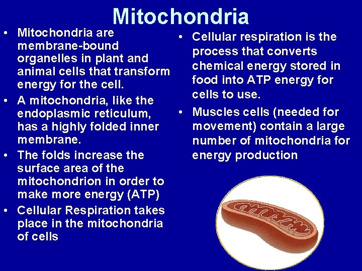 Mitochondria • Mitochondria are • Cellular respiration is the membrane-bound process that converts organelles
