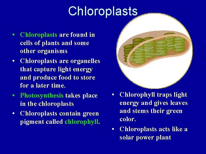 Chloroplasts • Chloroplasts are found in cells of plants and some other organisms •