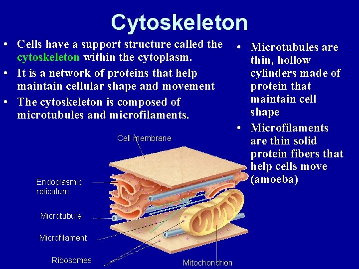 Cytoskeleton • Cells have a support structure called the cytoskeleton within the cytoplasm. •