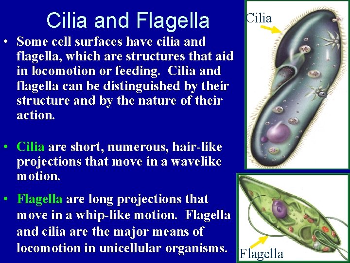 Cilia and Flagella Cilia • Some cell surfaces have cilia and flagella, which are