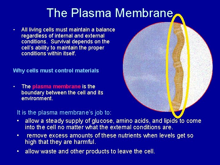 The Plasma Membrane • All living cells must maintain a balance regardless of internal