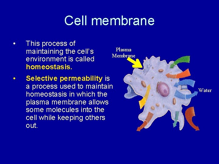 Cell membrane • This process of maintaining the cell’s environment is called homeostasis. •