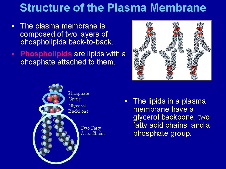 Structure of the Plasma Membrane • The plasma membrane is composed of two layers