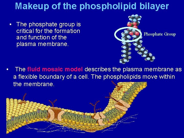 Makeup of the phospholipid bilayer • The phosphate group is critical for the formation