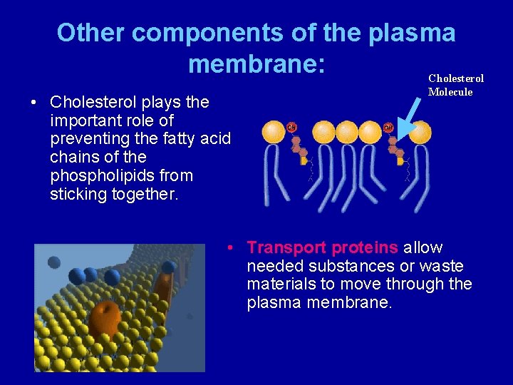 Other components of the plasma membrane: Cholesterol • Cholesterol plays the important role of