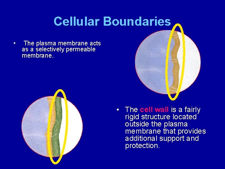 Cellular Boundaries • The plasma membrane acts as a selectively permeable membrane. • The