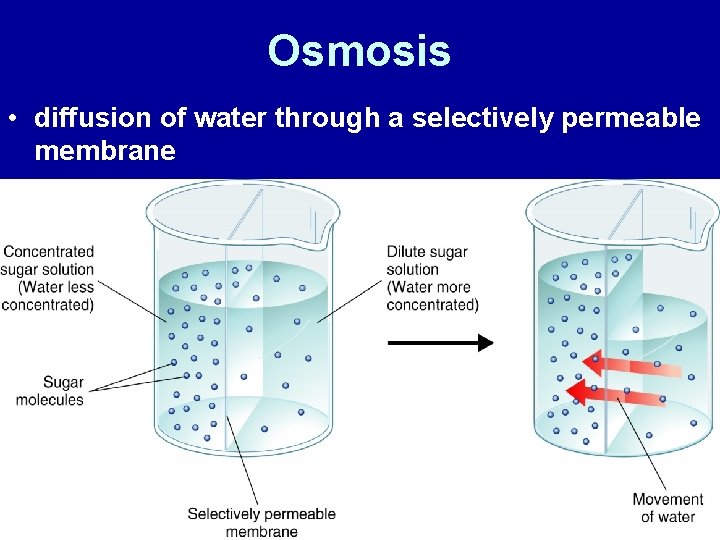 Osmosis • diffusion of water through a selectively permeable membrane 