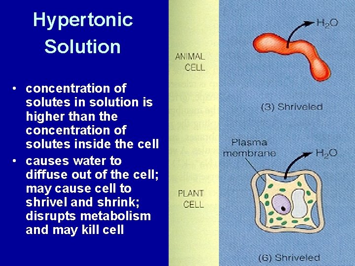 Hypertonic Solution • concentration of solutes in solution is higher than the concentration of