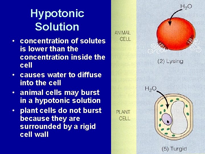Hypotonic Solution • concentration of solutes is lower than the concentration inside the cell