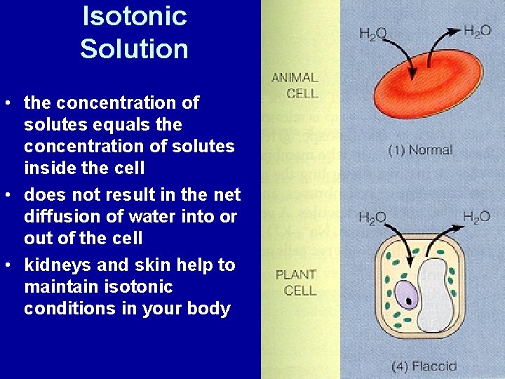 Isotonic Solution • the concentration of solutes equals the concentration of solutes inside the