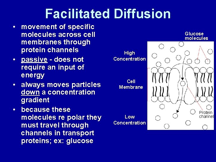 Facilitated Diffusion • movement of specific molecules across cell membranes through protein channels •