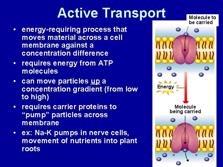 Active Transport • energy-requiring process that moves material across a cell membrane against a