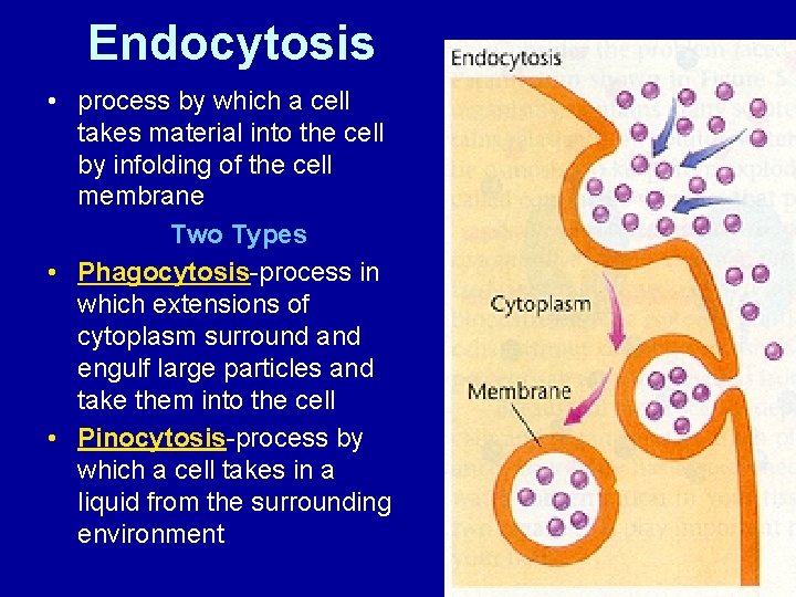 Endocytosis • process by which a cell takes material into the cell by infolding