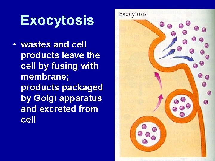 Exocytosis • wastes and cell products leave the cell by fusing with membrane; products