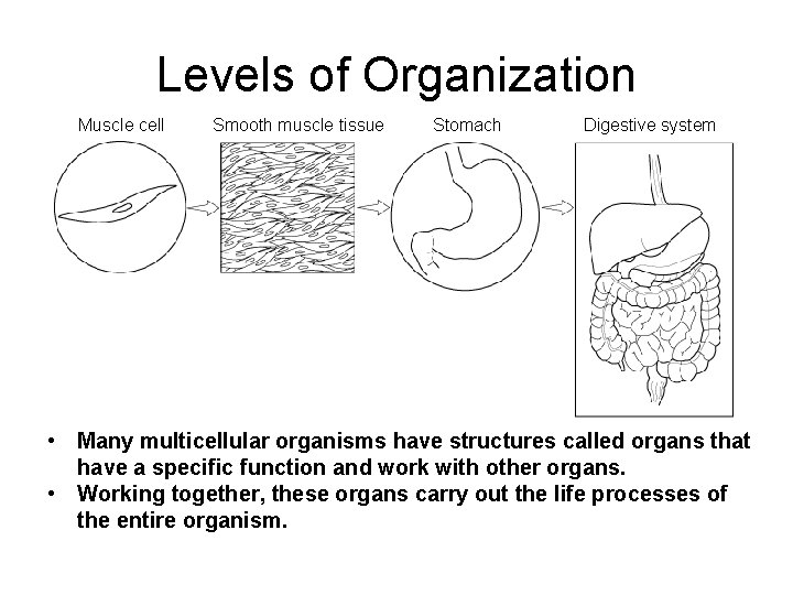 Levels of Organization Muscle cell Smooth muscle tissue Stomach Digestive system • Many multicellular